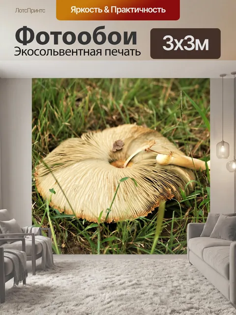 Фотообои Нижняя часть большого белого гриба