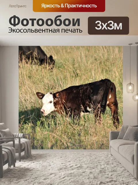 Фотообои Коричневый и белый теленок в поле