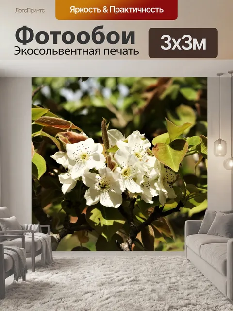 Фотообои Груша цветет и листья