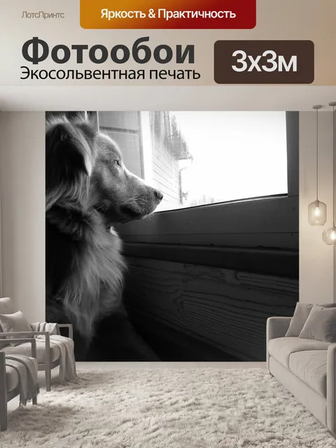 Фотообои Ретривер