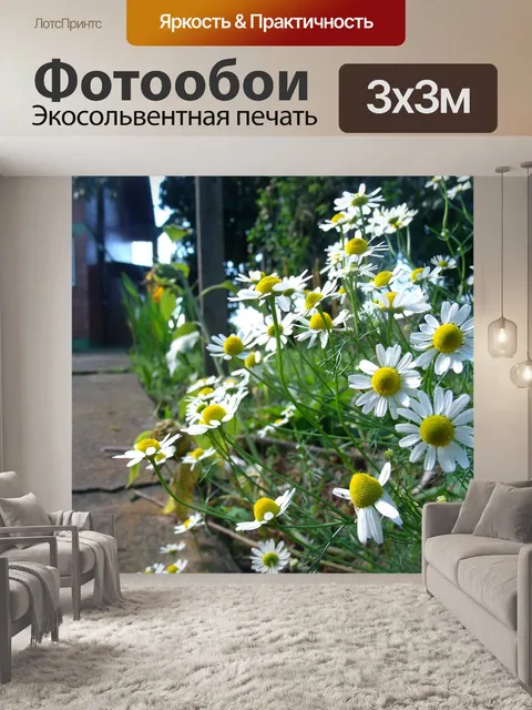 Фотообои Ромашка