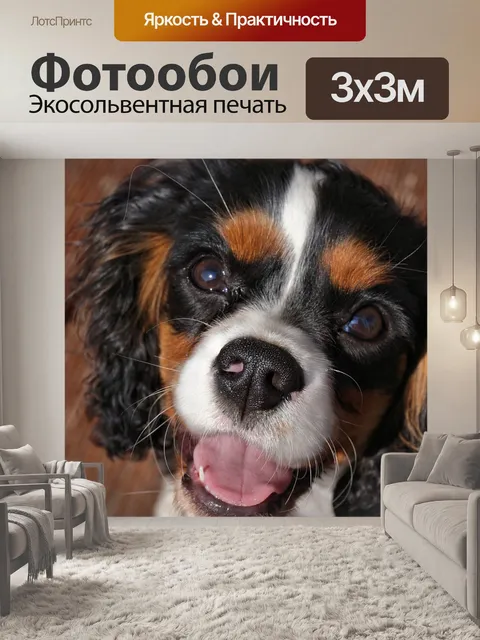 Фотообои Кавалер кинг чарльз