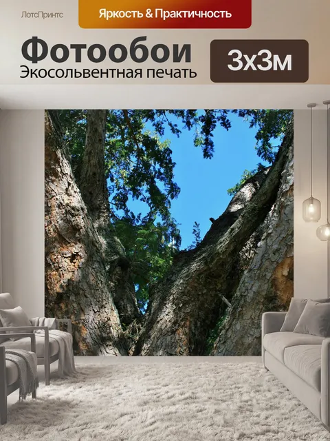Фотообои толстые ветви Acasia шип дерева