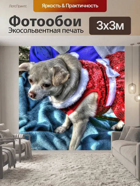 Фотообои Рождественская собака чихуахуа