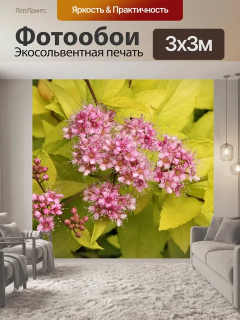 Фотообои Золотая спирея с розовыми цветами