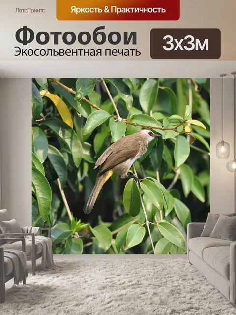 Фотообои Птицы