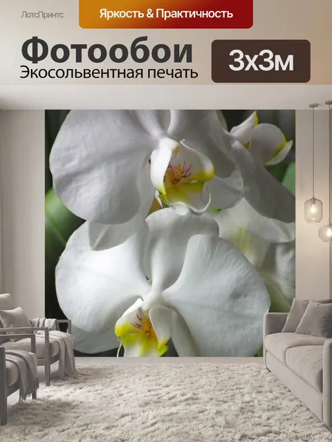 Фотообои Белые орхидеи
