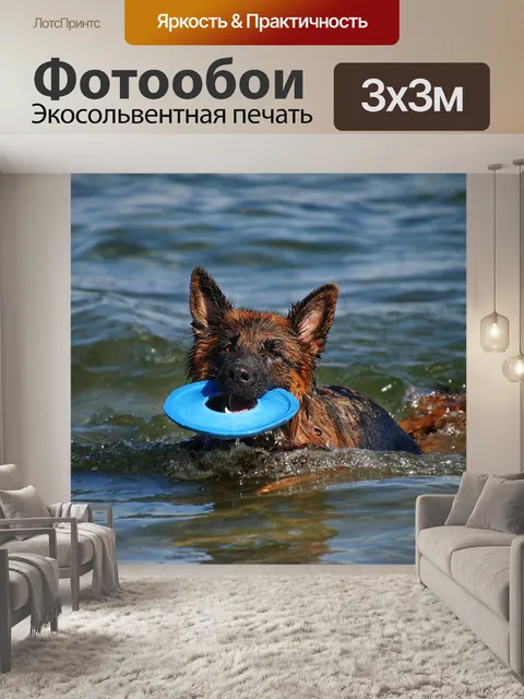 Фотообои Пастушья собака