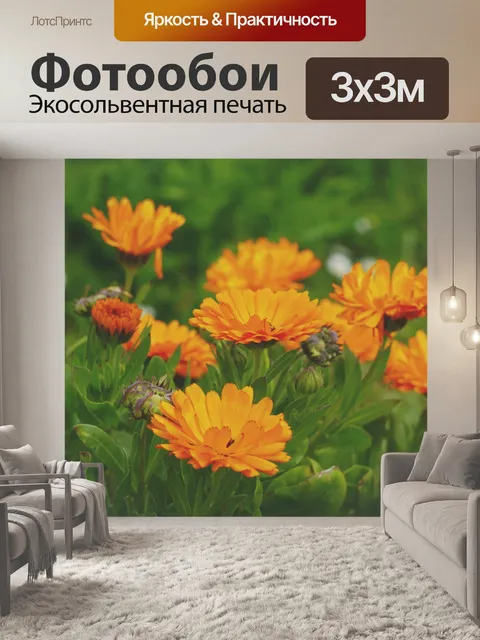 Фотообои Группа цветов герберы