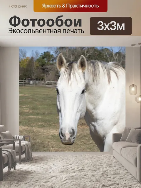 Фотообои Белая четверть лошадь