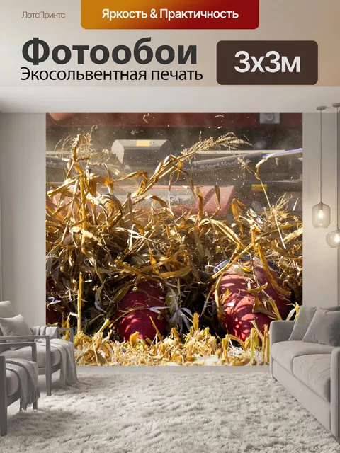 Фотообои Кукуруза