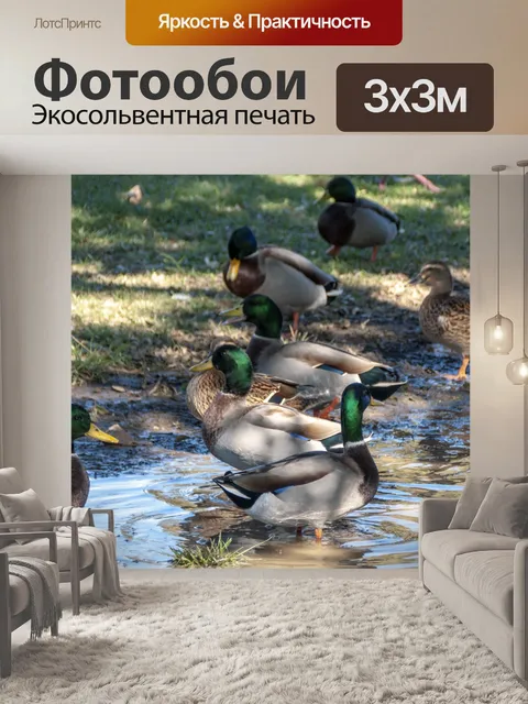 Фотообои Утки Маллард