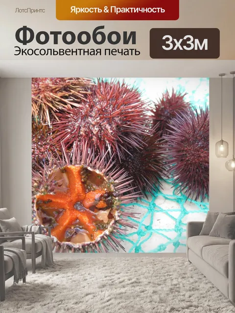 Фотообои Морские ежи
