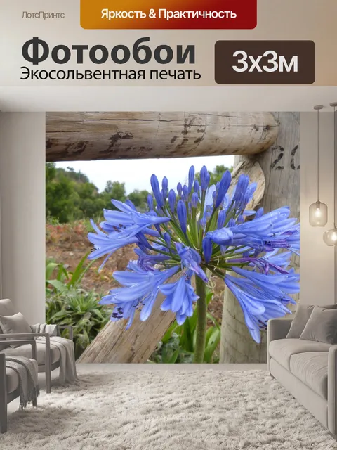 Фотообои Агапантус
