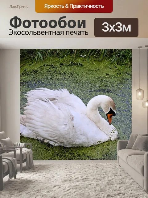 Фотообои Лебедь