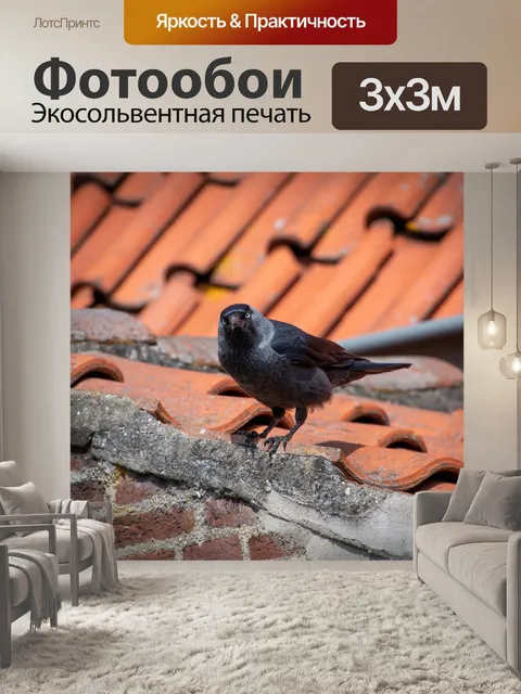 Фотообои Галка, черная птица