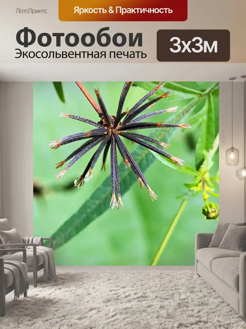 Фотообои гроздь семян блэкджека