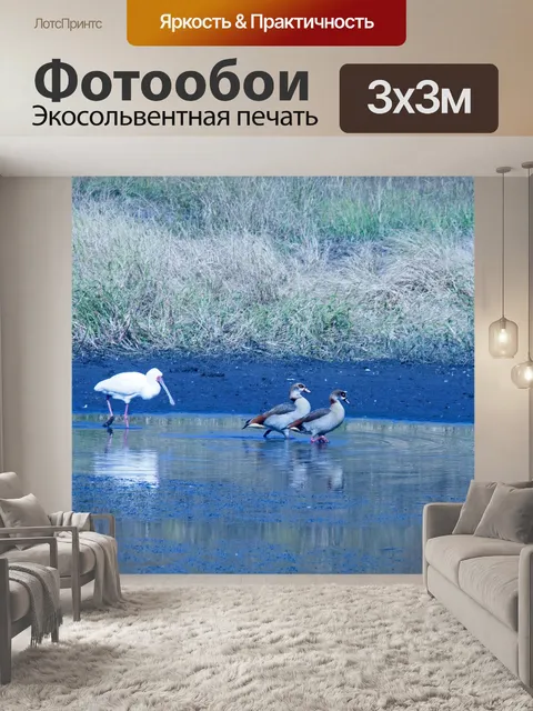 Фотообои африканская колпица болотная в плотине