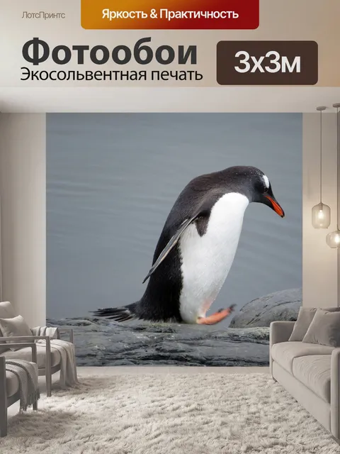Фотообои Пингвин gentoo