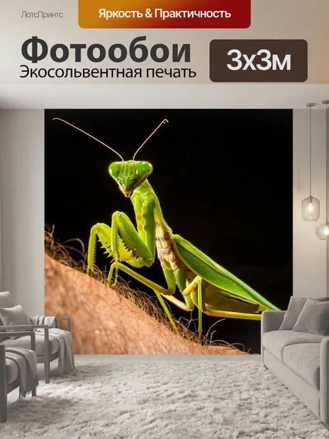 Фотообои Богомол