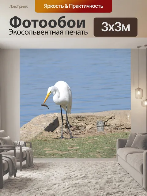 Фотообои Большая белая цапля