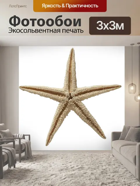 Фотообои Скелет морской звезды