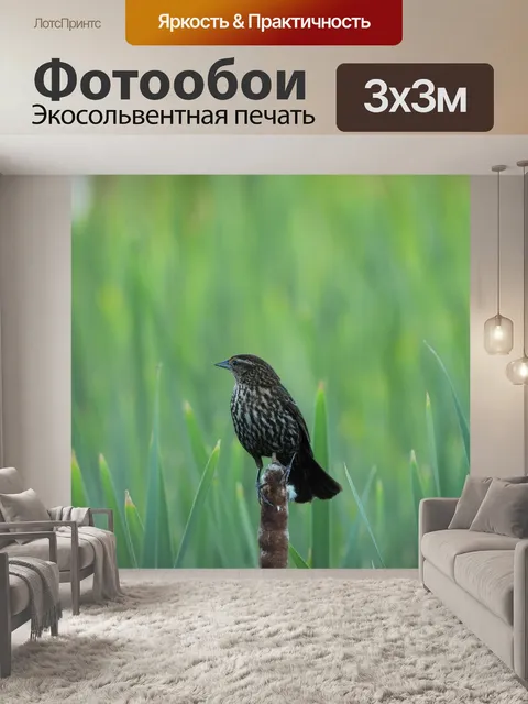 Фотообои Черный крылатый