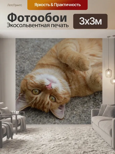Фотообои Рыжий кот