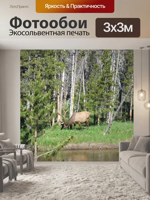 Фотообои Лось