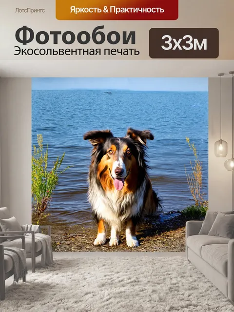 Фотообои колли радостно играет на берегу озера, его шерсть сверкает на солнце