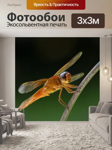 Фотообои Стрекоза