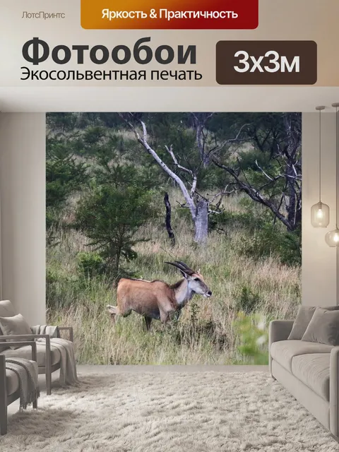 Фотообои канун антилопы в открытом лесу