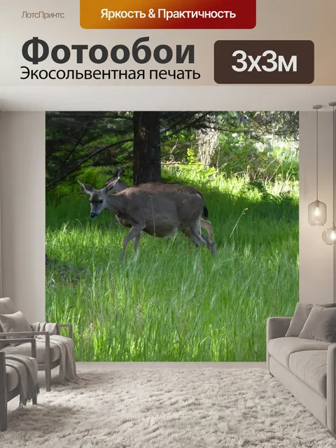 Фотообои Дикий олень на лугу