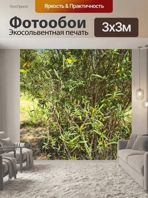 Фотообои Родные кустовые желтые цветы и стручки