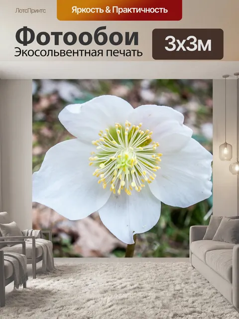 Фотообои Рождественская роза