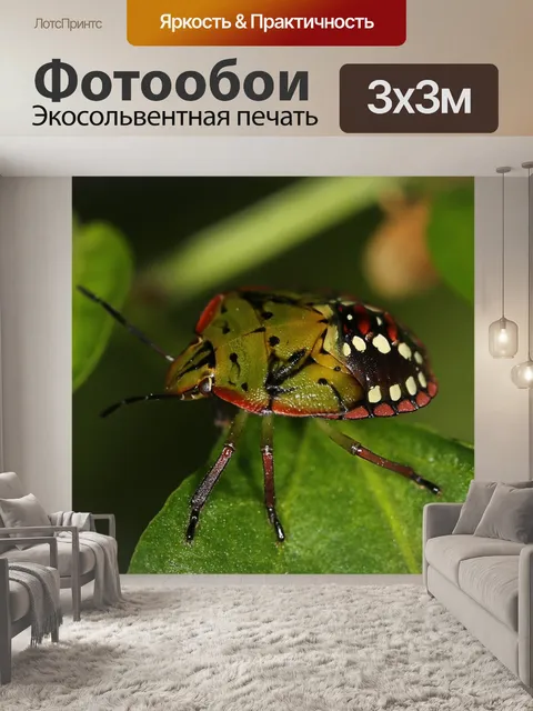 Фотообои Нимфа nezara viridula