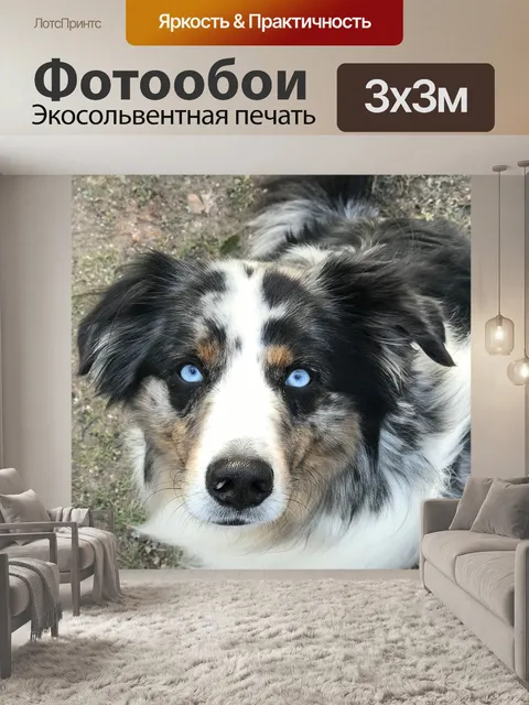 Фотообои Собака
