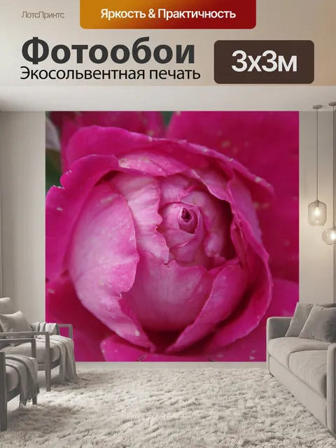 Фотообои Крупный темно-розовая роза