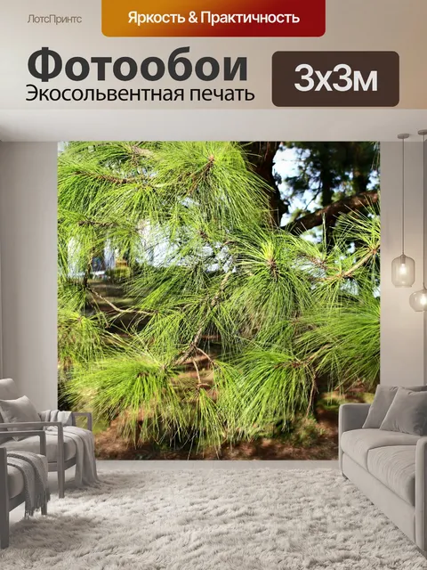 Фотообои Природа соснового леса в Фу Руа