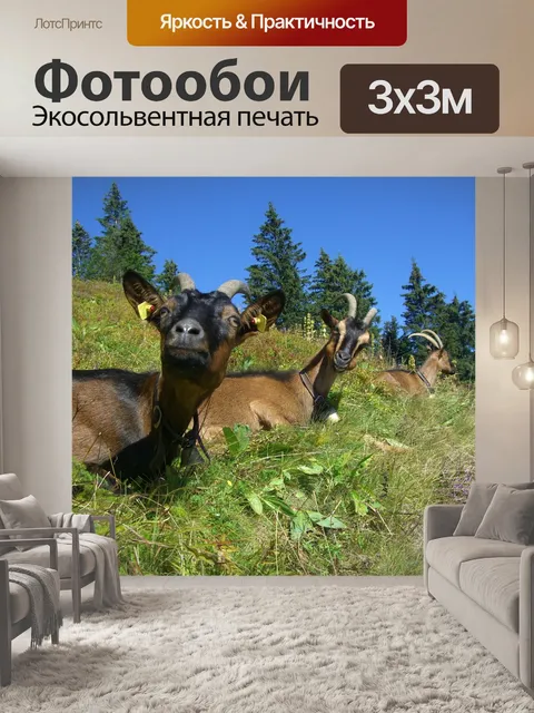 Фотообои Козы