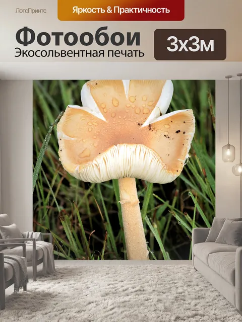 Фотообои Цветущий гриб и роса