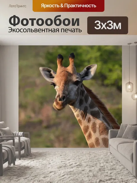 Фотообои Жирафа