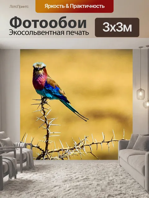 Фотообои Роликовые coracias caudatus