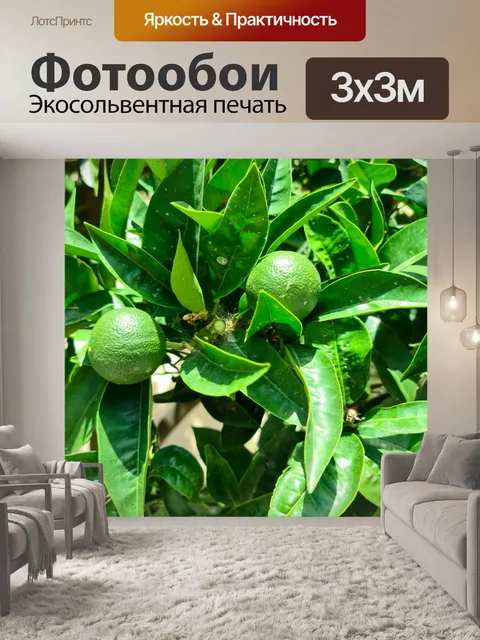 Фотообои Выращивание лаймов