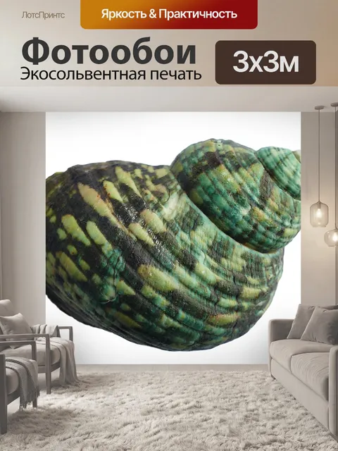 Фотообои Морская ракушка
