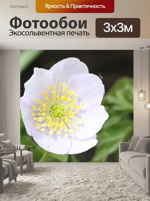 Фотообои Helleborus сп