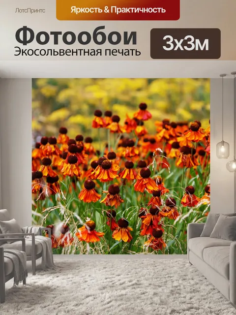 Фотообои Coneflowers, эхинацеи