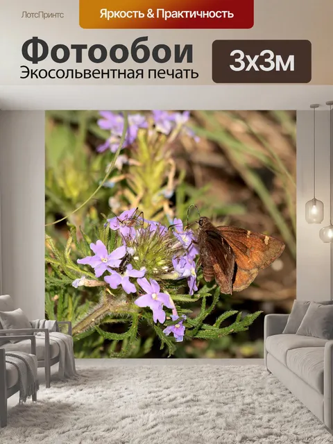 Фотообои Duskywing Шкипер на Wildflower