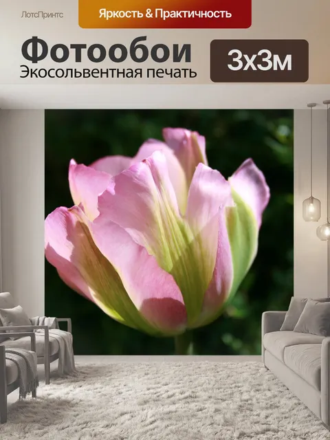 Фотообои Тюльпан