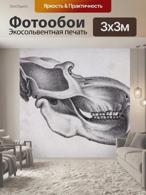 Фотообои Череп